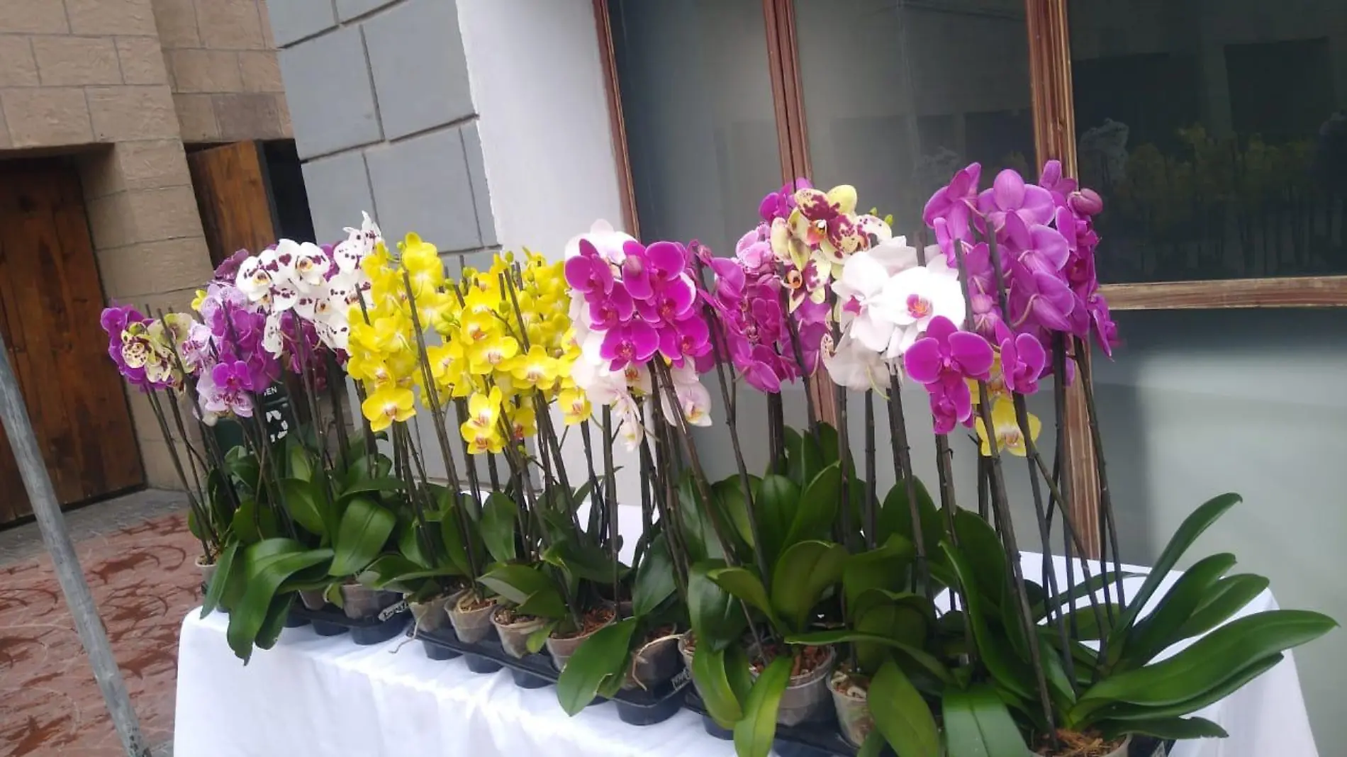 ORQUÍDEAS 1